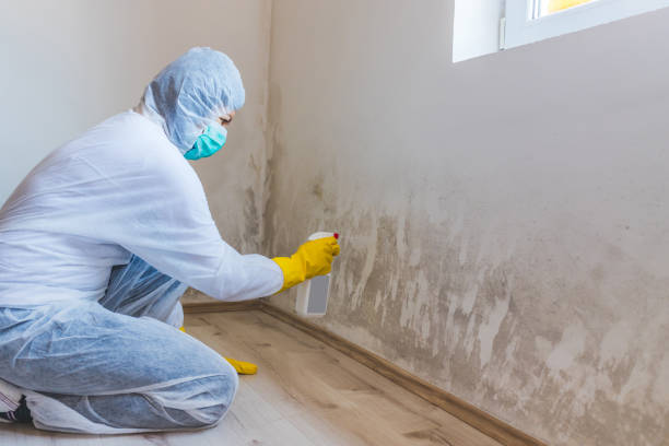 Licensed Mold Remediation service in Aydlett, NC - WQB Mold Removal